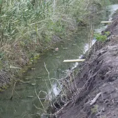 Wąski rów melioracyjny z wodą, otoczony gęstą roślinnością i błotnistym brzegiem.