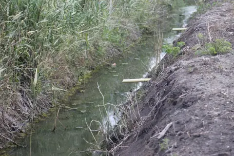 Wąski rów melioracyjny z wodą, otoczony gęstą roślinnością i błotnistym brzegiem.