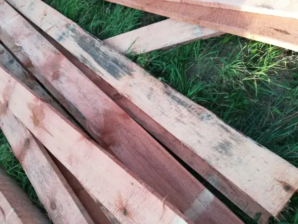 Deski leżą na trawie. Widać na nich przebarwienia, charakterystyczne dla sinizny drewna, świadczące o jego wilgotności.
